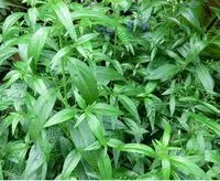 5番目の画像に切り替えるサムネイルボタン